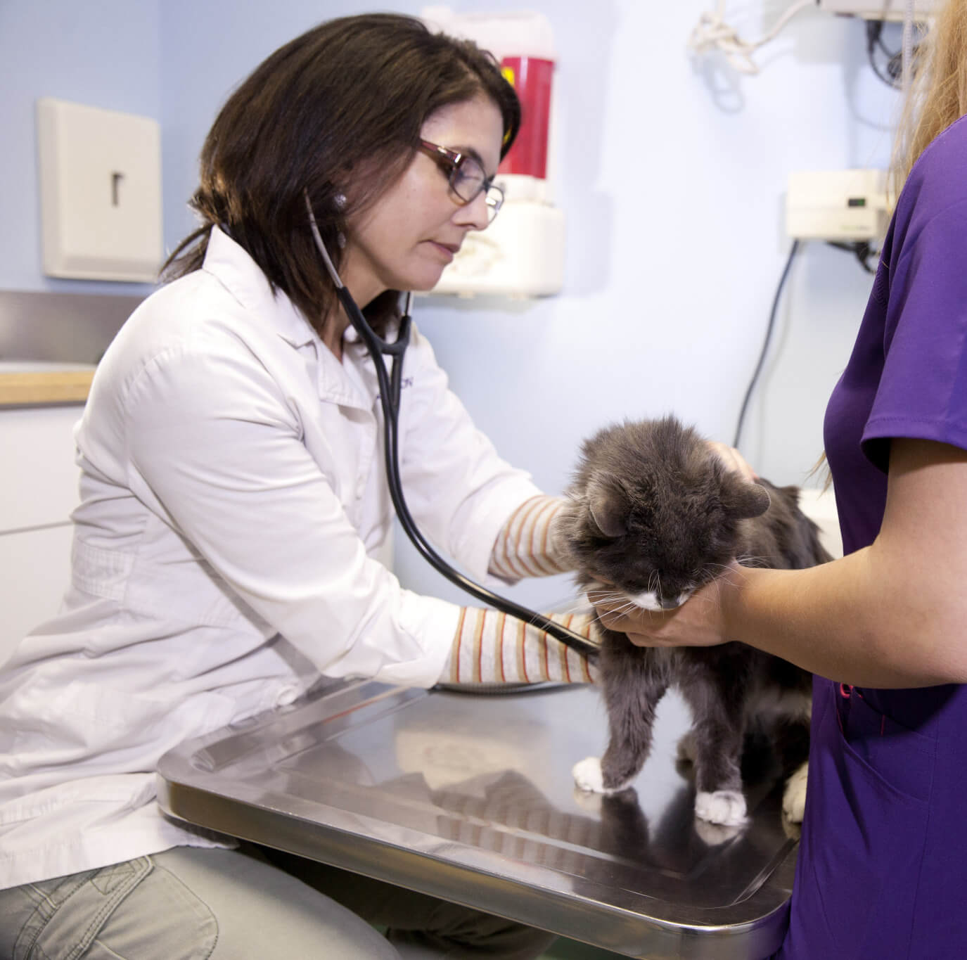 Dr. Susan using a stethoscope to check the health of a cat